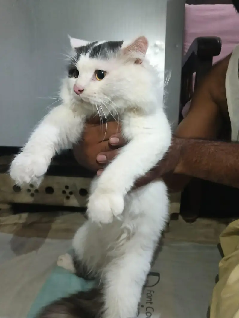 2 male One kitten and one adult stud male — photo 7