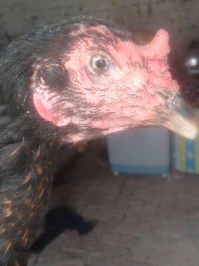 aseel vait female egg laying