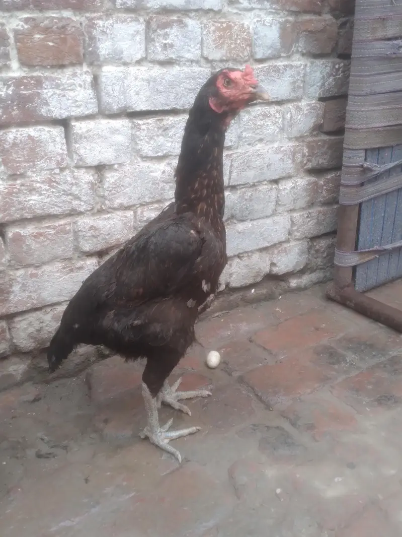 aseel vait female egg laying — photo 2