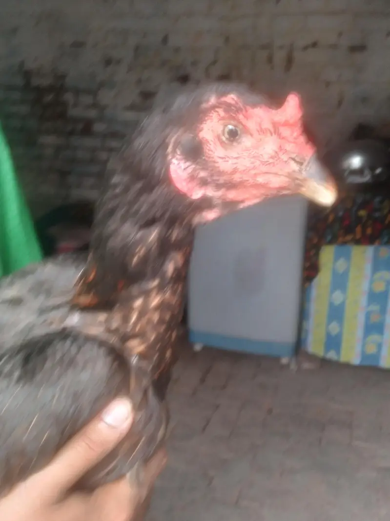 aseel vait female egg laying — photo 3