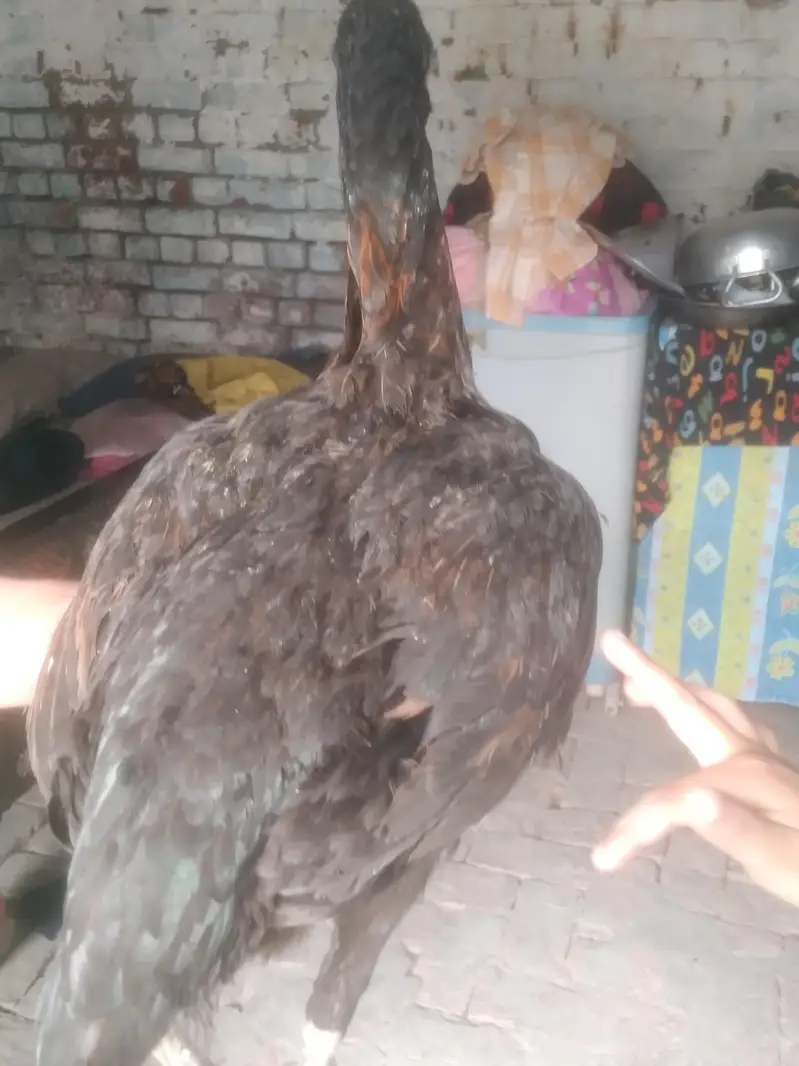 aseel vait female egg laying — photo 4