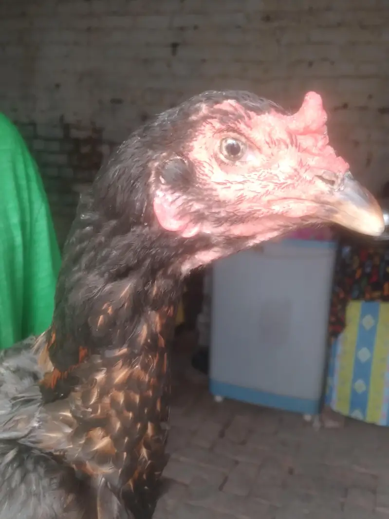 aseel vait female egg laying — photo 5