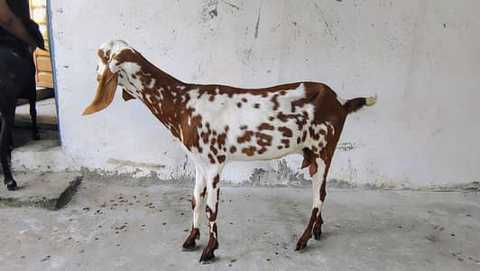 Goat for sale