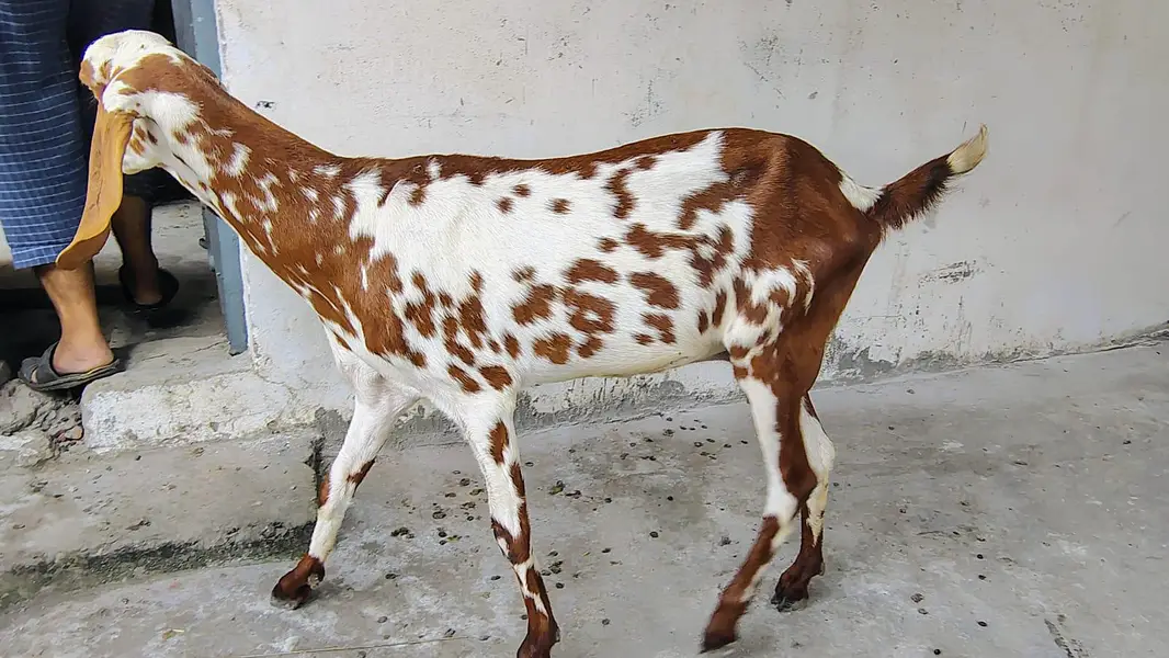 Goat for sale — photo 2