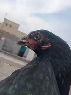 Aseel 6