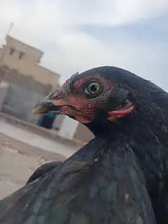 Aseel 7