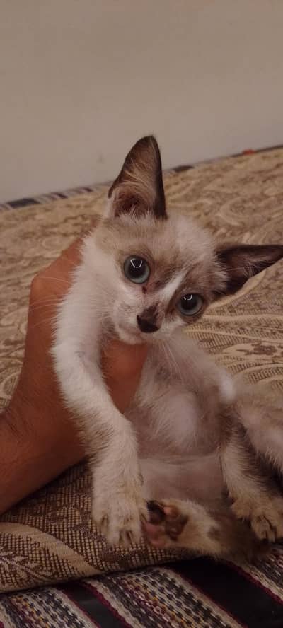 Ragdoll