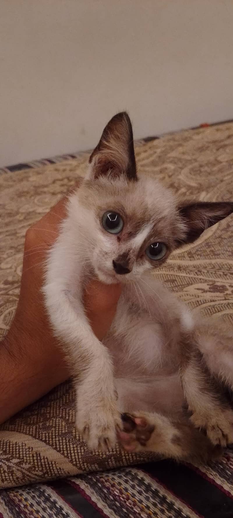 Ragdoll 0