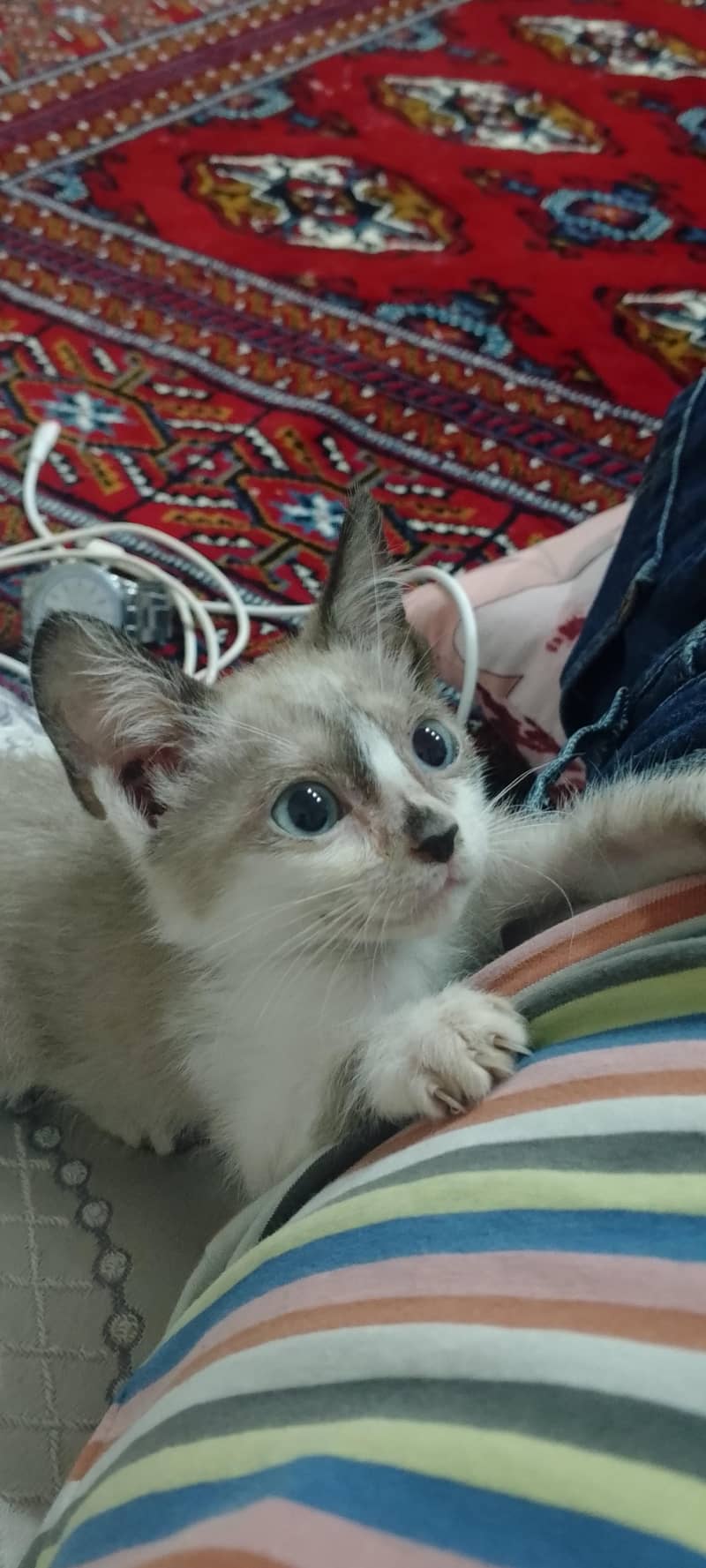 Ragdoll 1