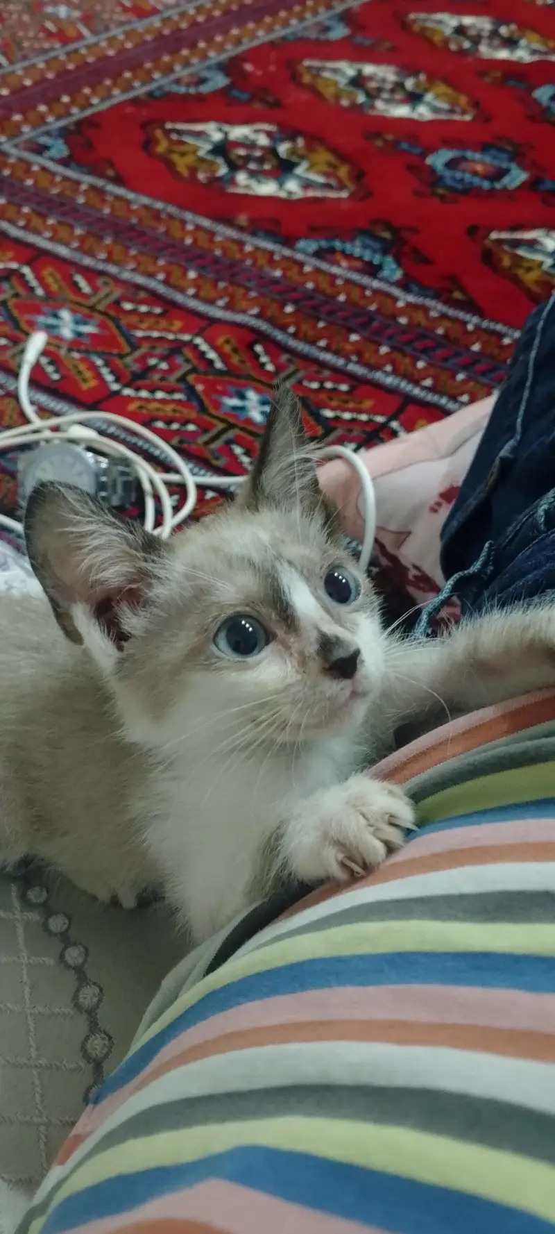 Ragdoll — photo 2