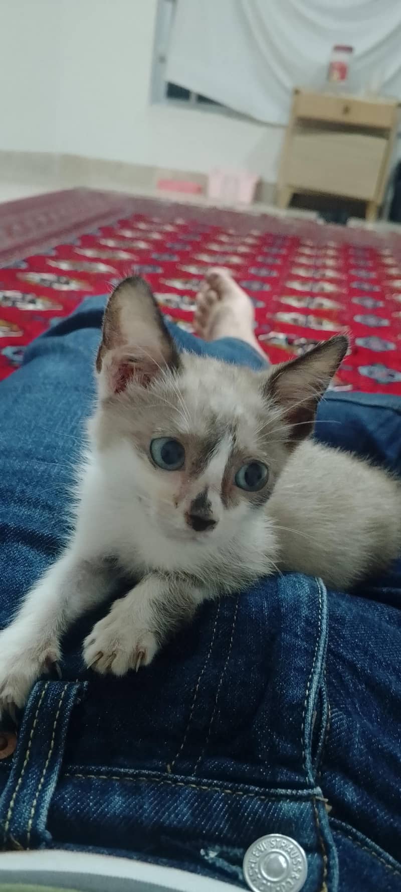 Ragdoll 2