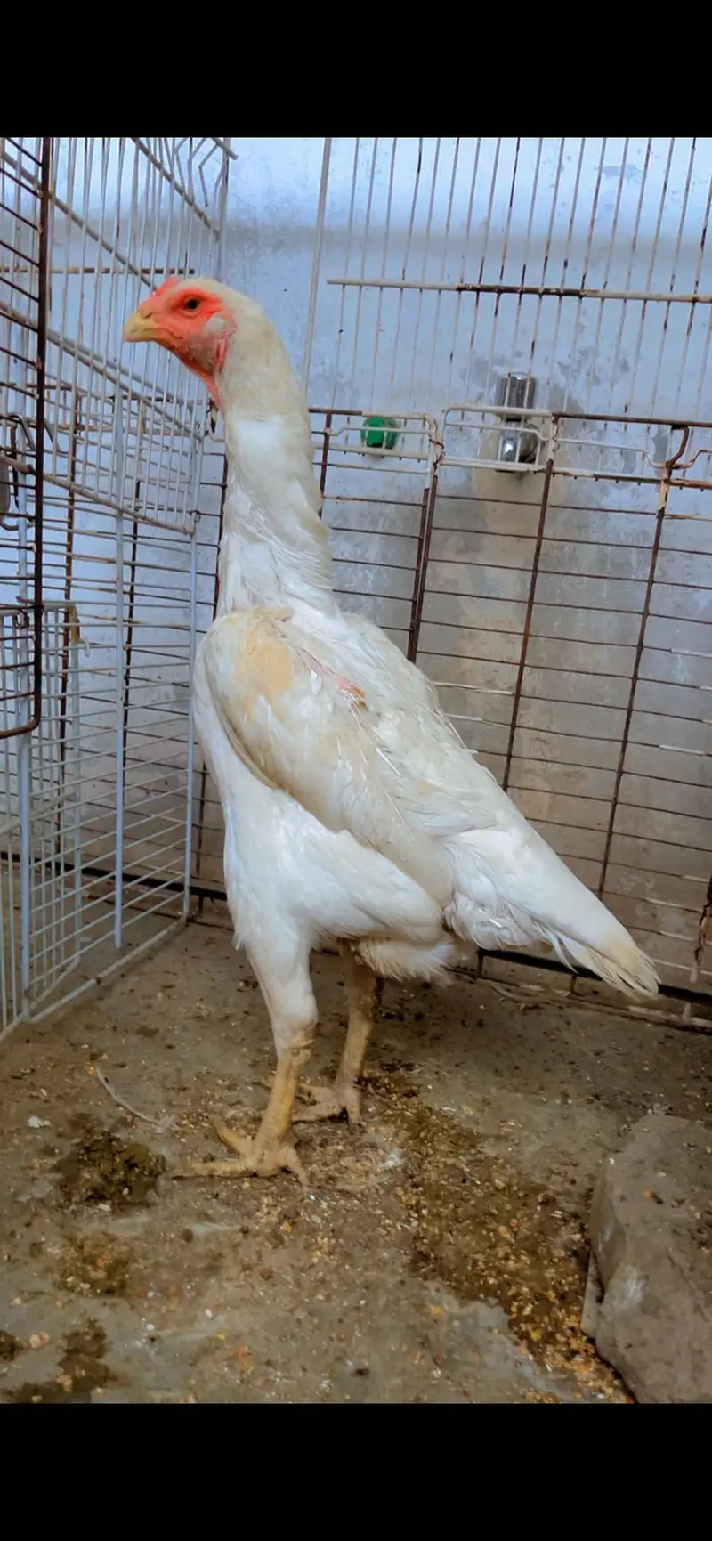 Pepper white Shamoo female — photo 2