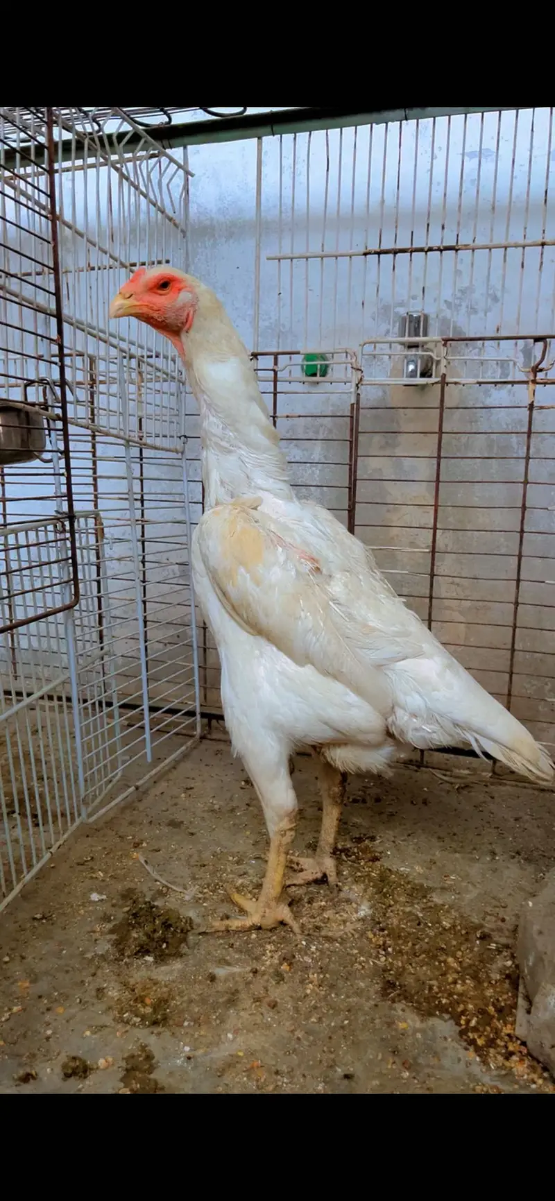 Pepper white Shamoo female — photo 3