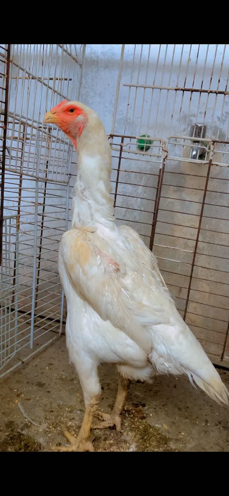 Pepper white Shamoo female — photo 4