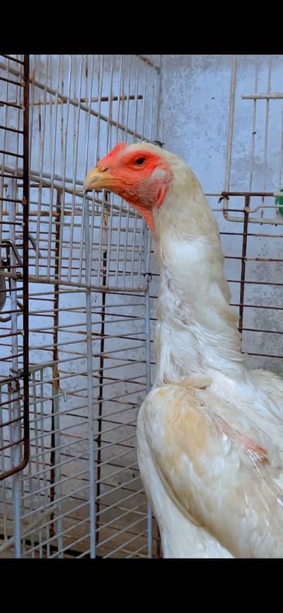 Pepper white Shamoo female