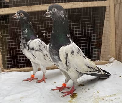 Teddy pigeons bredr pair