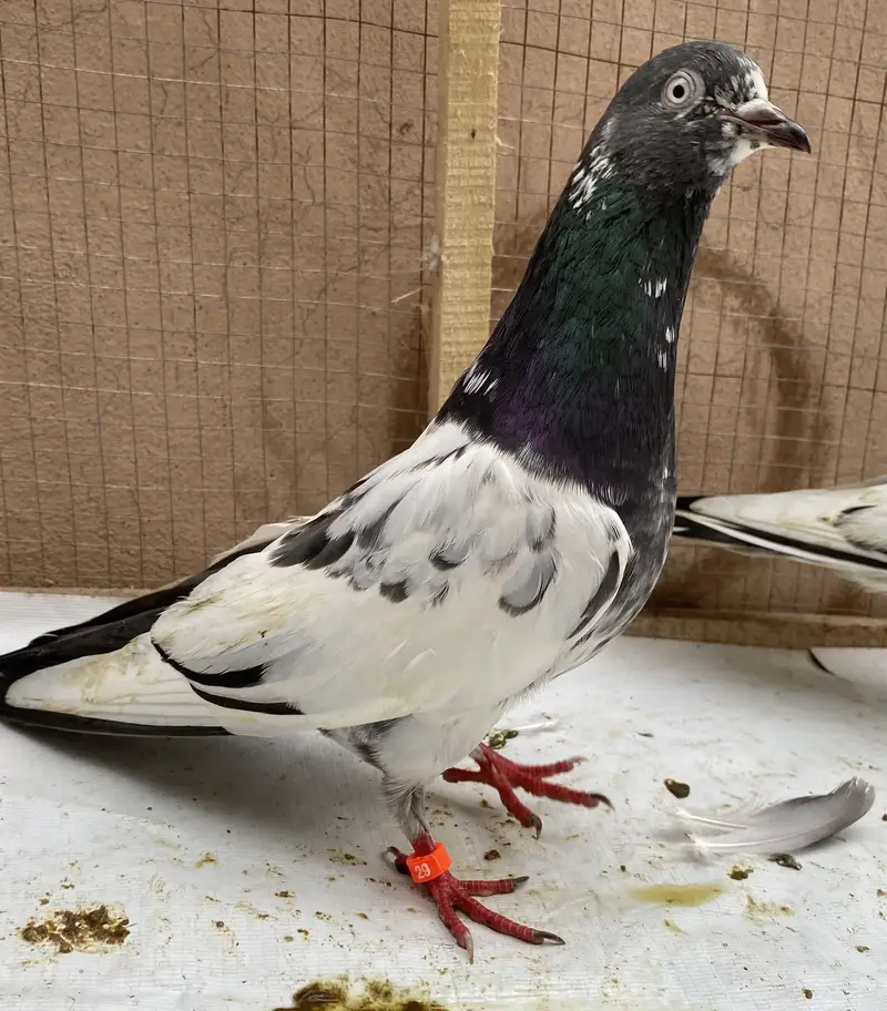 Teddy pigeons bredr pair — photo 2