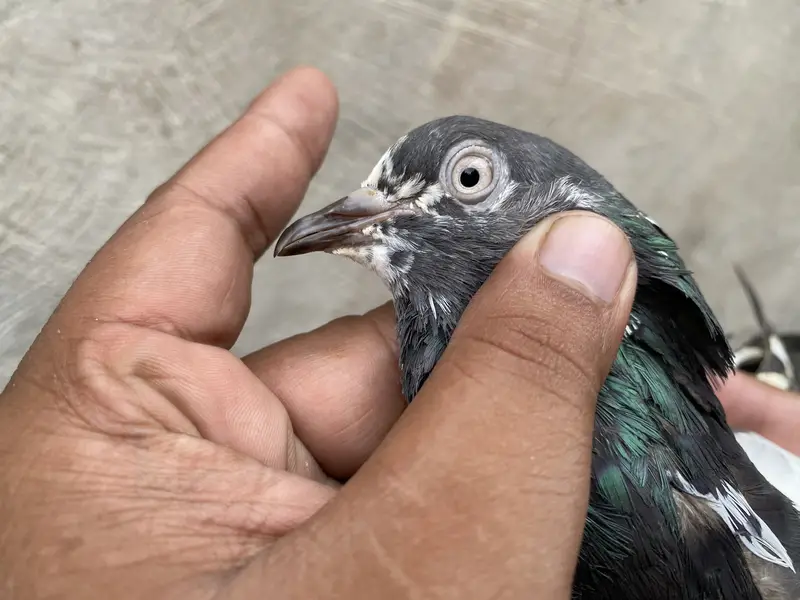 Teddy pigeons bredr pair — photo 3