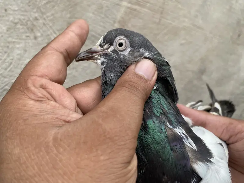 Teddy pigeons bredr pair — photo 4