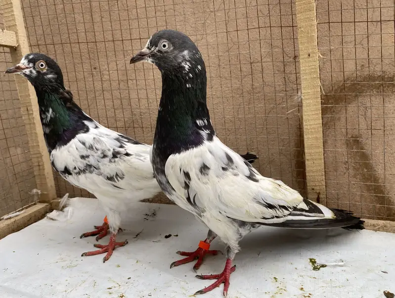 Teddy pigeons bredr pair — photo 6