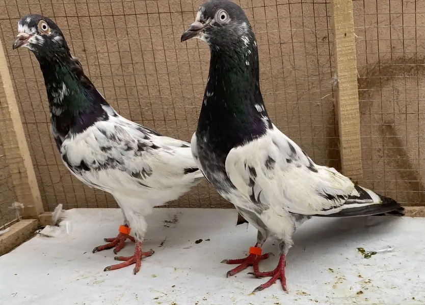 Teddy pigeons bredr pair — photo 8