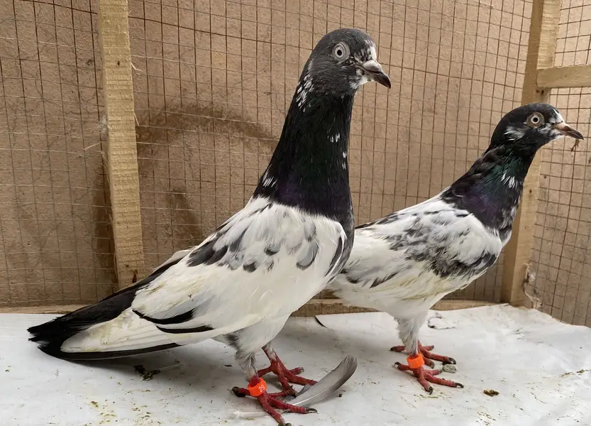 Teddy pigeons bredr pair — photo 9