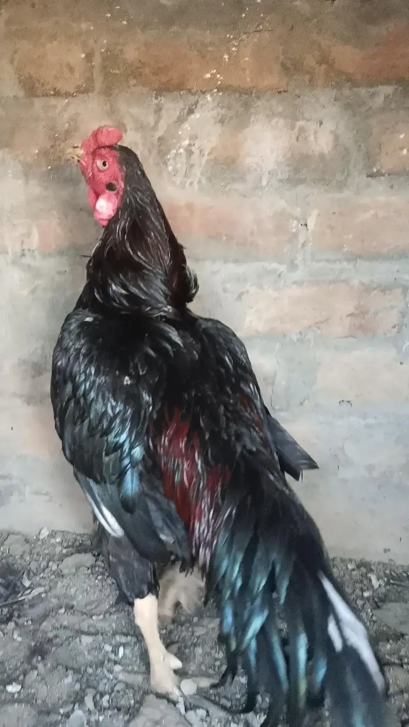 Aseel Patha — photo 3