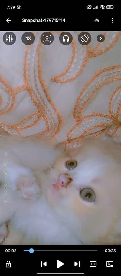 Persian cate baby 1 month 2 core hai