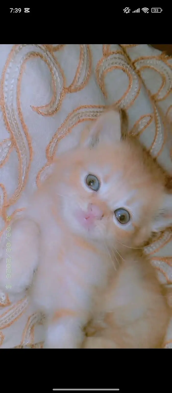 Persian cate baby 1 month 2 core hai — photo 2