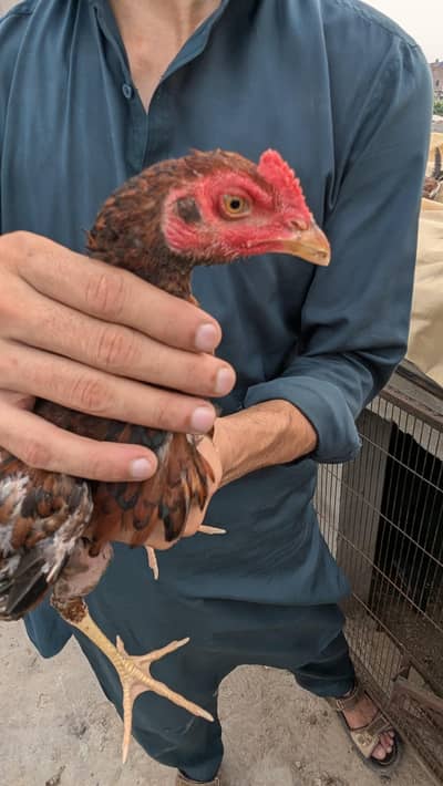 chuza home breed 0305+2655482