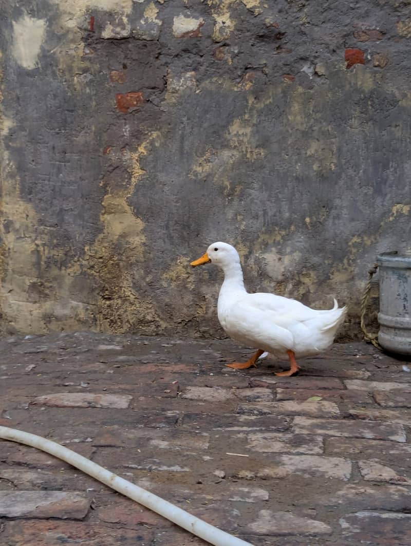 Ducks 03099251602 1