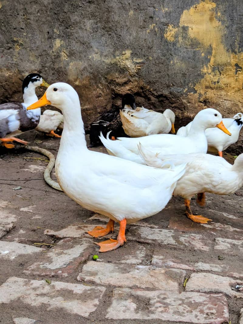 Ducks 03099251602 3