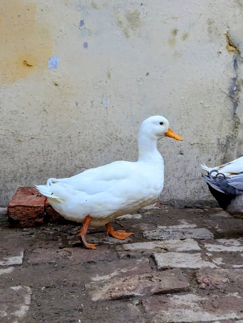Ducks 03099251602 4