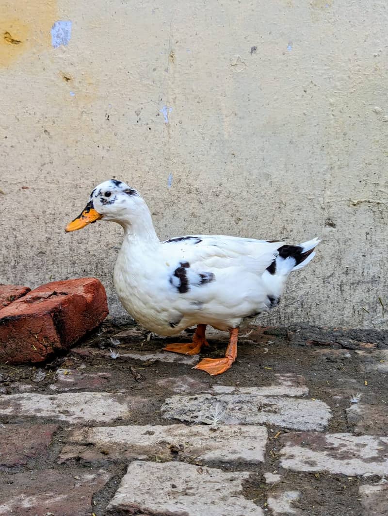 Ducks 03099251602 7