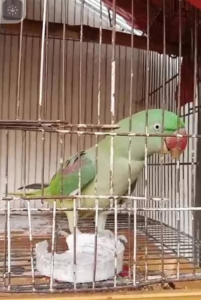 female parrots
