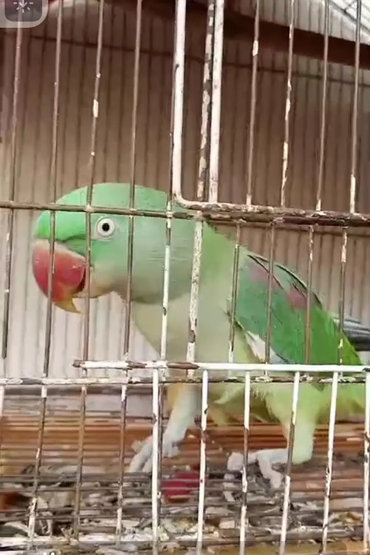 female parrots — photo 2