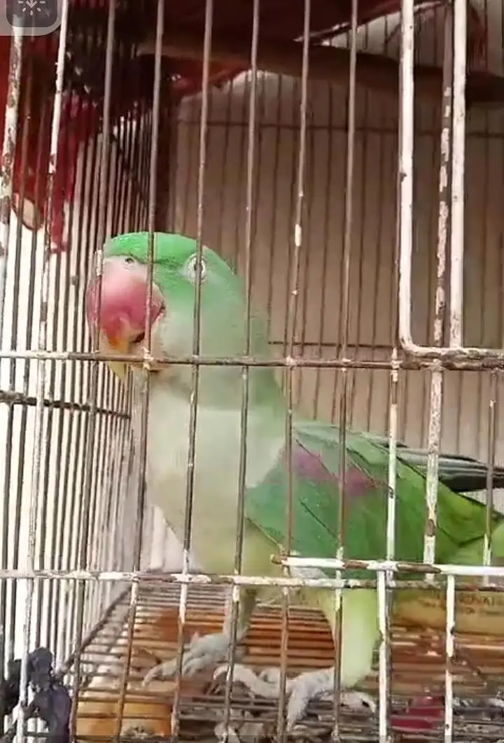 female parrots — photo 3