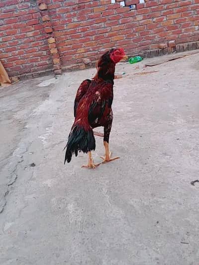 Malik