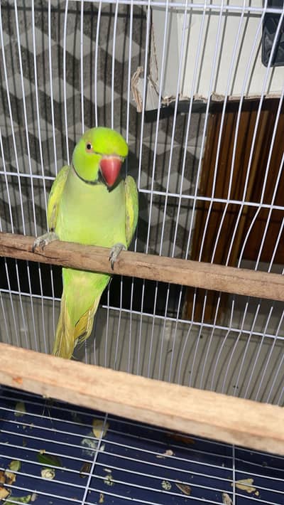 Ringneck talking karta hai