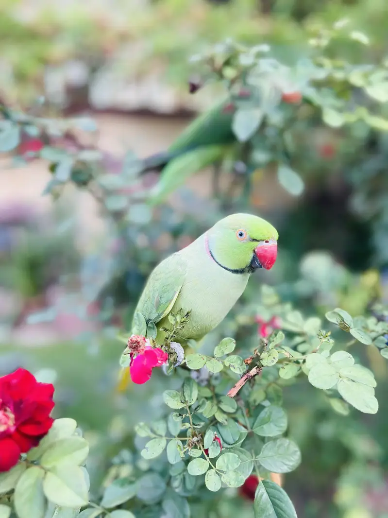 Ringneck talking karta hai — photo 2