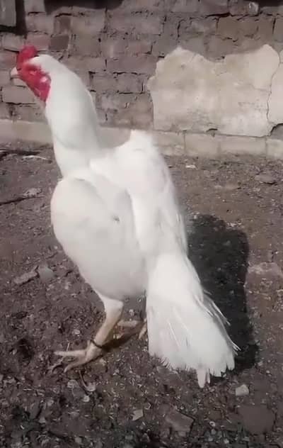 Breeder Heera Madiya Call and WhatsApp 0344 7454723