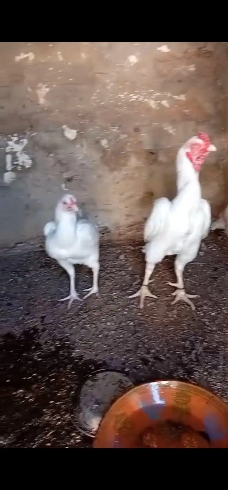 Breeder Heera Madiya Call and WhatsApp 0344 7454723 — photo 2