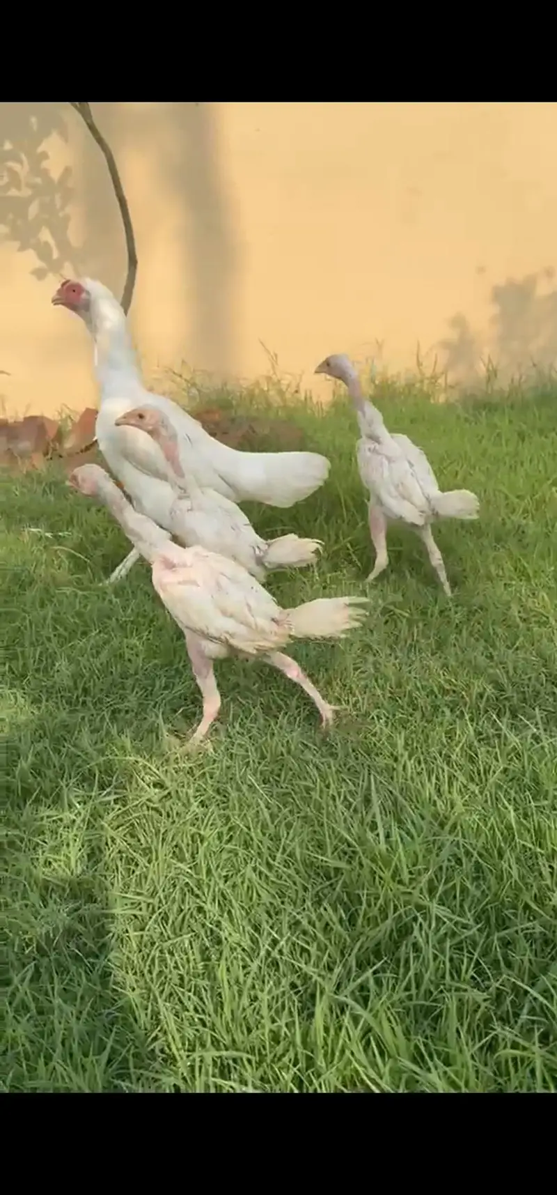 Breeder Heera Madiya Call and WhatsApp 0344 7454723 — photo 3