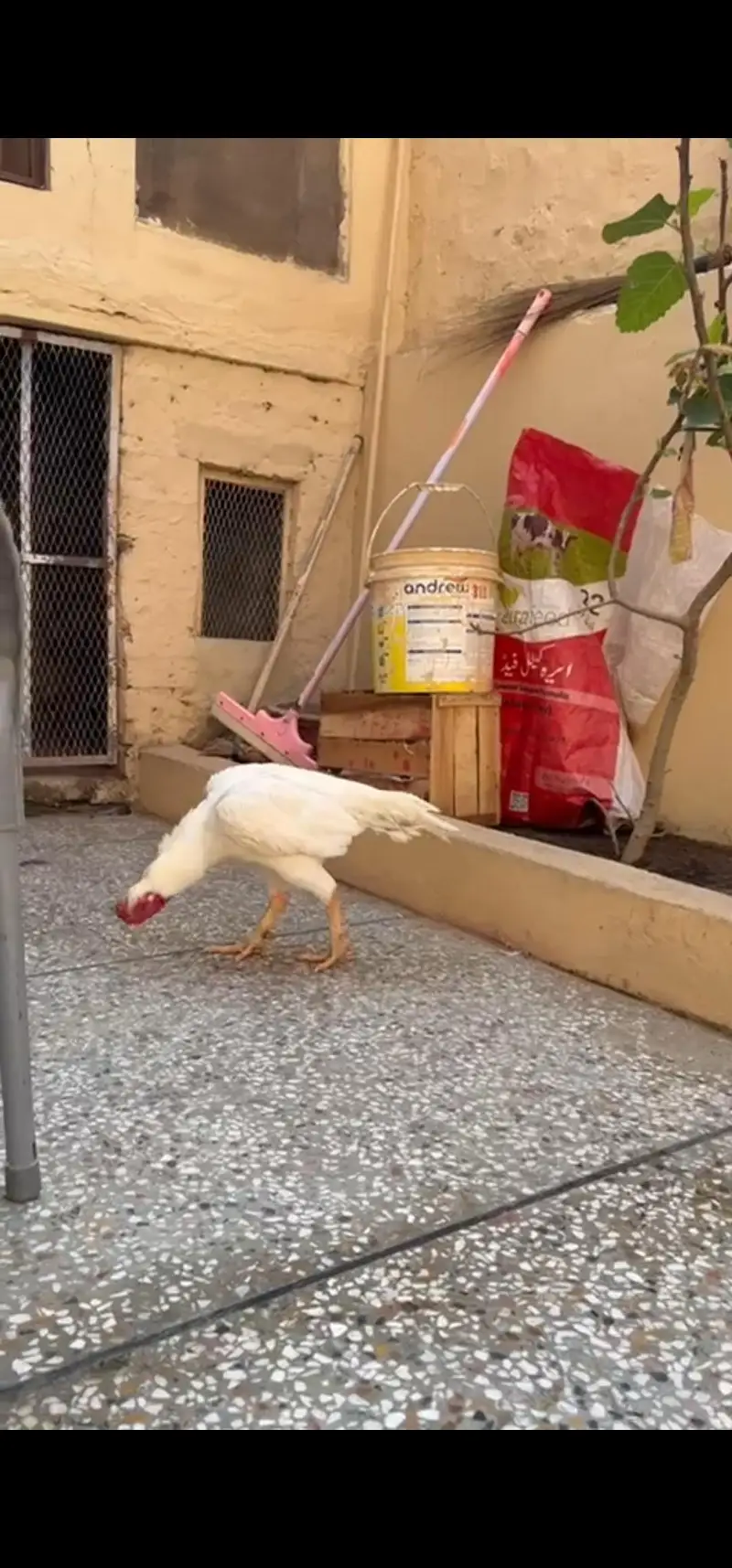 Breeder Heera Madiya Call and WhatsApp 0344 7454723 — photo 5