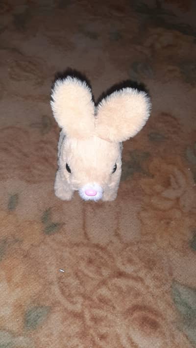cute brown bunny