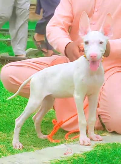 Guwahati gultair male 3months for sale