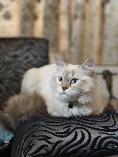 Lynx Point Ragdoll / Himalayan Mix Kitten – Blue Eyes & Fluffy Tail