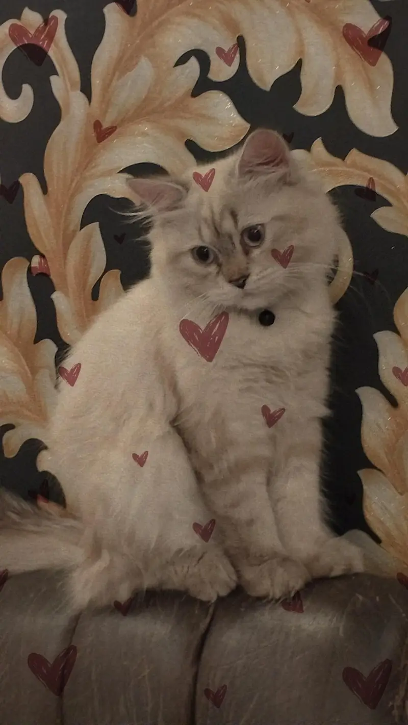 Lynx Point Ragdoll / Himalayan Mix Kitten – Blue Eyes & Fluffy Tail — photo 2