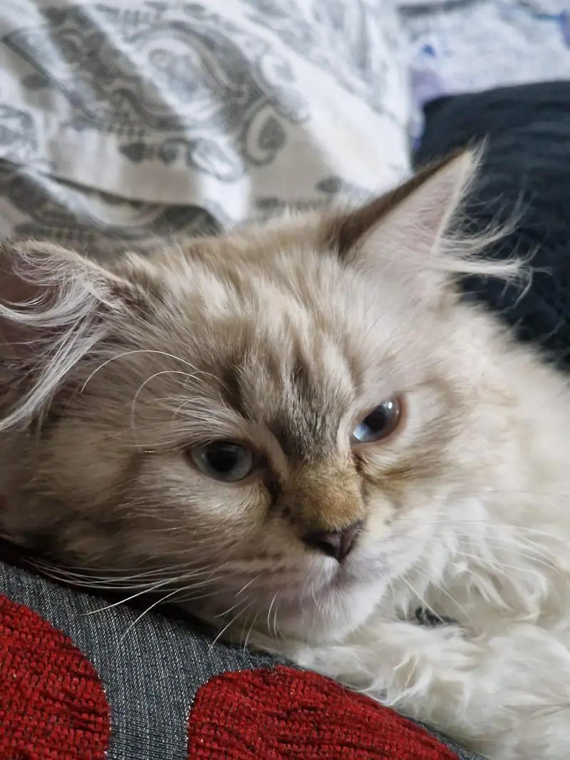 Lynx Point Ragdoll / Himalayan Mix Kitten – Blue Eyes & Fluffy Tail — photo 3