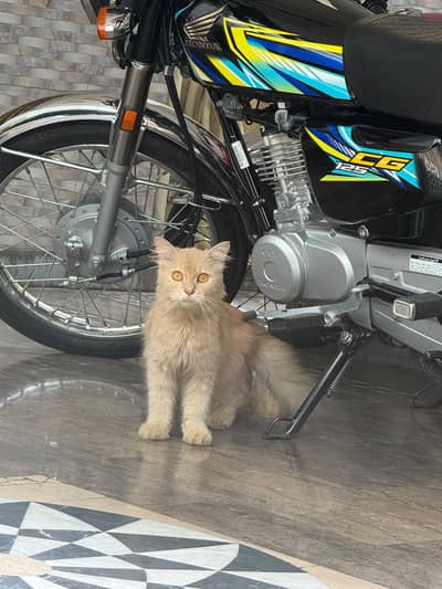 Persian breed male cat